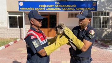 Yaralı Bulunan Şahin Koruma Altına Alındı