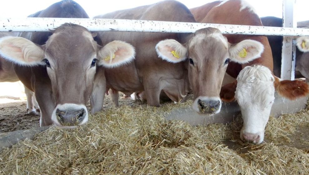 Sultansuyu’nda Süt Sığırcılığı Üretimi Arttırılıyor