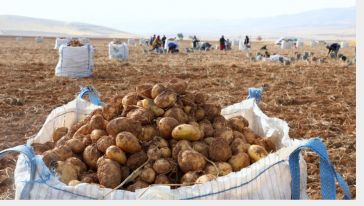 Darende İlçesinde Patatesten 6 Bin Ton Rekolte Bekleniyor