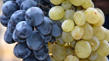 Arapgir'in Sonbahar'da Toplanıp İlkbahara Kadar Tüketilebilen Üzümleri