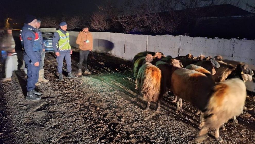 Kayıp Koyunları Jandarma Ekipleri Buldu