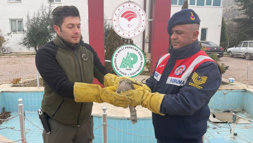 Yaralı Bulunan Atmaca Tedaviye Alındı