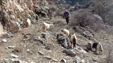 Kayalıklarda Mahsur Kalan Keçiler Kurtarıldı