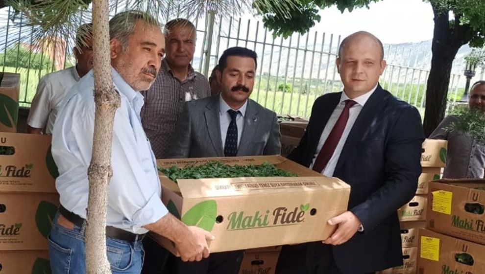 Kale'de Üreticilere Sebze Fidesi Dağıtıldı