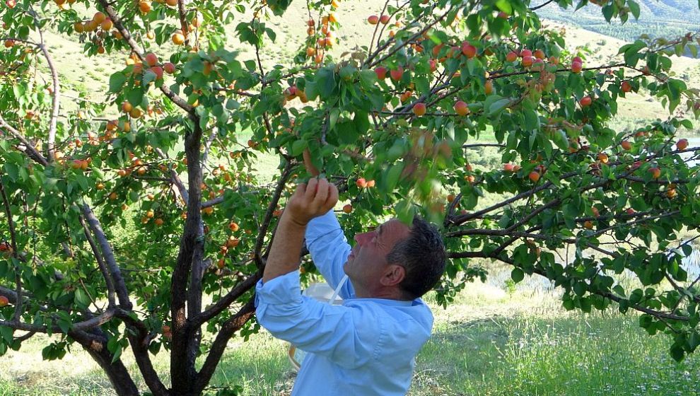 Kayısıda Erkenci Ürünlerin Hasadı Başladı