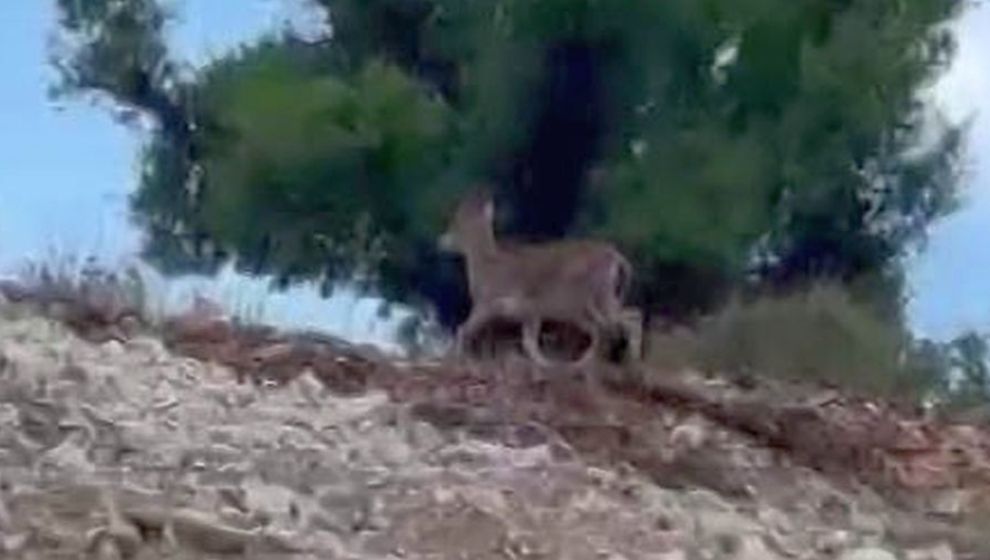 Yaban Keçileri Sürü Halinde Görüldü