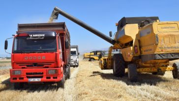 7 bin 500 dekar Alanda Hububat Hasadına Başlandı