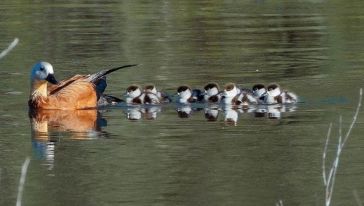 Angut Yavrularını Baraj Gölünde Büyütüyor