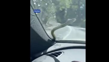 Otomobil Camına Yılan Düştü