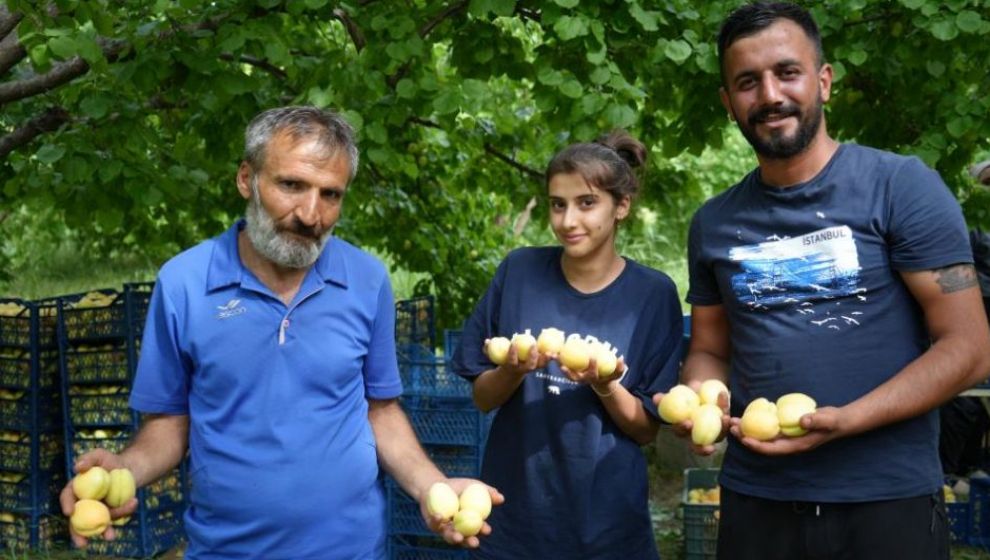 'Iğdır Kayısısı mı Malatya Kayısısı mı?'