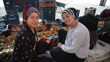 Mevsimlik Tarım İşçileri Malatya'da Kayısı Mesaisinde