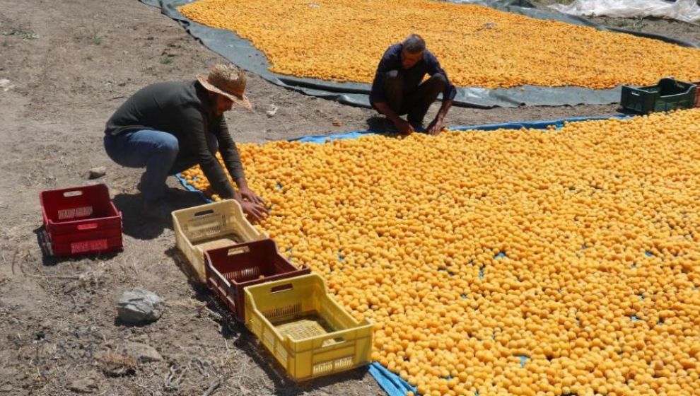 Kayısı Üreticisi Fiyat Gerilemesine Tepkili