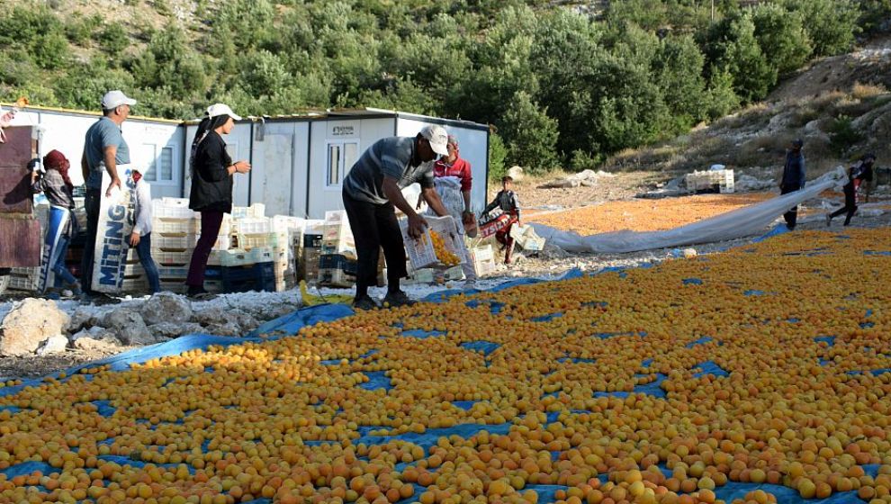 Mevsimlik Tarım İşçilerinin Kavurucu Sıcaktaki Mesaisi