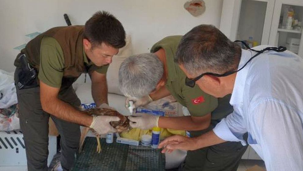 Yaralı Olarak Bulunan Kızılşahin Tedavi Altına Alındı