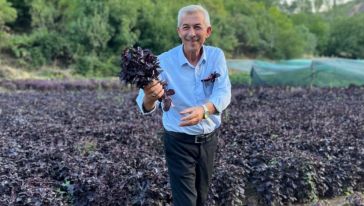 Arapgir Mor Reyhanında 3'üncü Hasat.. "Çok Büyük Talep Var"