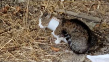 Boynunu Boruya Sıkıştıran Kedi Kurtarıldı