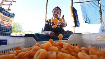 Hasadı Tamamlanan Kayısı 'Patik'le İşçisine Kazandırıyor