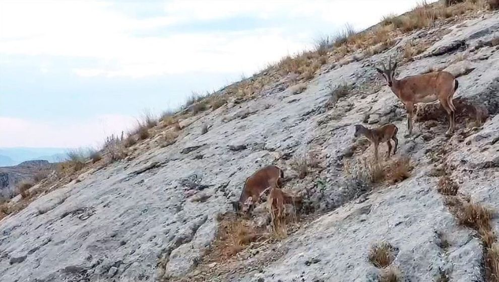 Darende Kırsalında Dağ Keçileri Görüntülendi