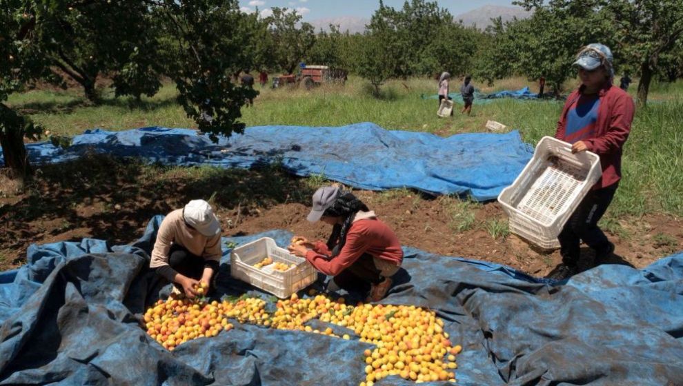 Kayısı Bahçesinden Notlar- 2024