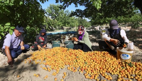 Kuru Kayısı İhracatında Hedef 750 Milyon Dolar