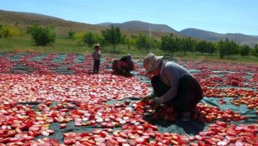 Kuluncak'ın Kuru Domatesleri İhraç Ediliyor