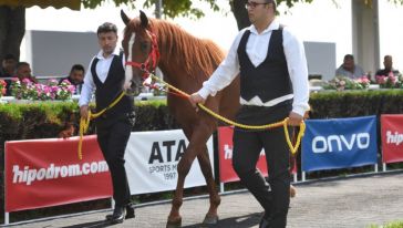 Sultansuyu Harası Taylarının Satışında Rekor Fiyatlar