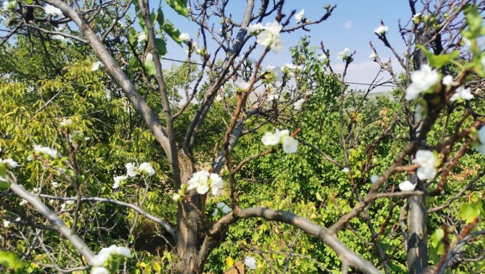 Haziran'da Meyve Veren Kayısı Ağacı Eylül'de Çiçek Açtı