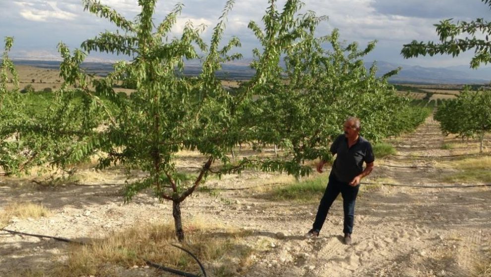 Kayısı Yerine Diktiği Badem Tarımında Yüksek Verim Elde Etti