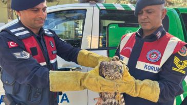 Arguvan'da Yaralı Bulunan Kızıl Şahin Tedavi Edilecek