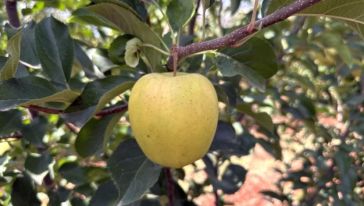 "Bizim Elmanın Aroması ve Rengi Hiçbir Yerde Yok"