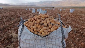 Darende'de Patates Hasadına Başlandı