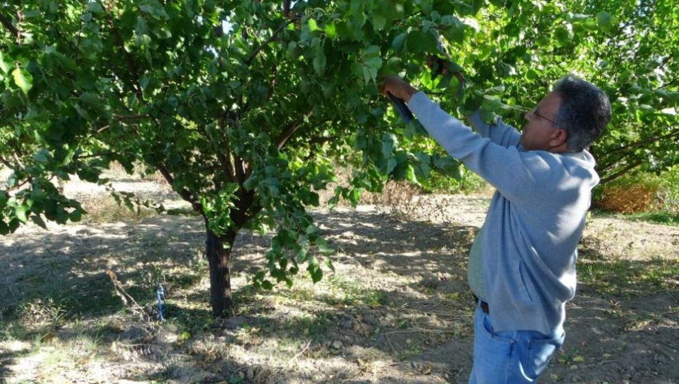 'Kayısı Ağacı Yaprağını Döktükten Sonra Budama Yapılmalı'