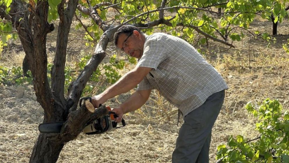 Kayısı Ağaçlarında Sonbahar Budaması Yapılıyor