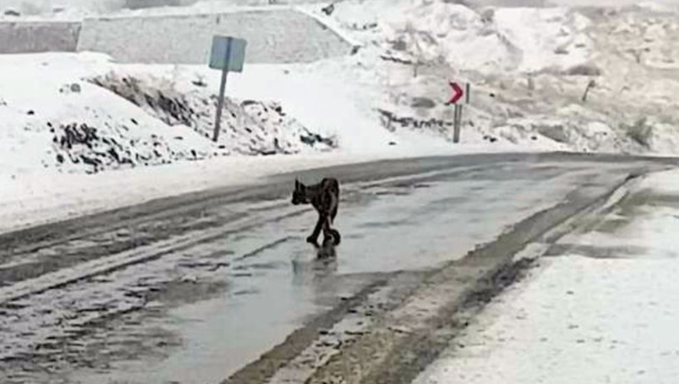 Hekimhan'da Yolun Ortasında Bir Vaşak!