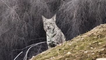 Kuluncak'ta da Vaşak Görüntülendi