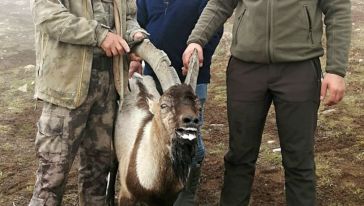 Yaralı Bulunan Yaban Keçisi Tedavi Edilecek