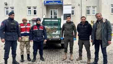 Arazide Yaralı Bulunan Dağ Keçisi Tedaviye Alındı