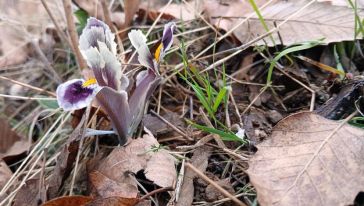 Pütürge'de Nevruz ve Badem Ağaçları Çiçek Açtı