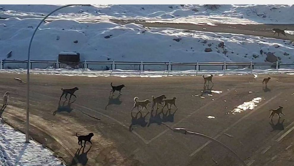 Başıboş Köpekler Mahalle Sakinlerini Tedirgin Ediyor