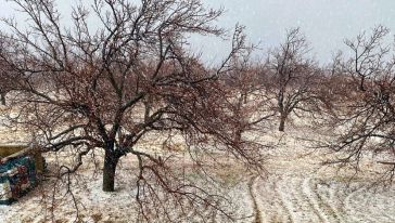 Dolu Yağışı Meyve Bahçelerine Zarar Verdi