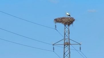 Leylekler Malatya'daki Yuvalarına Dönmeye Başladı