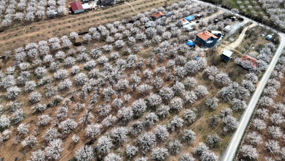 Baharın Gelişiyle Kayısı Ağaçları Beyaza Büründü