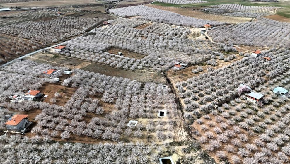 “Kayısı Üreticileri Ciddi Kayıplarla Karşılaşabilir