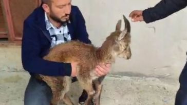 Dağlık Alanda Yaralı Bulunan Yaban Keçisi Tedavi Altına Alındı