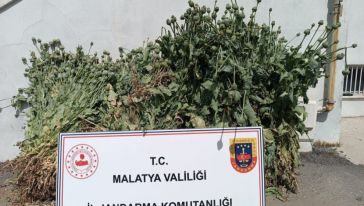 Jandarmanın Denetimlerinda Kaçak Ekilmiş Haşhaş Ele Geçti