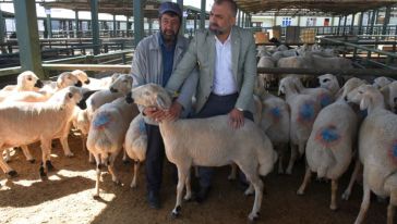 Küçükbaş Hayvan Fiyatı 13 Bin- 25 Bin Arasında Değişiyor
