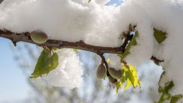 Malatya Tarımında Kayıp 1 Yıl! Peki Şimdi Ne Olacak?