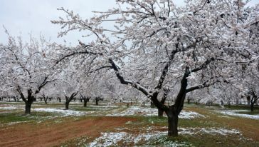 Umutların Tükendiği, Kayısı Ağaçlarının Donduğu Gece: 11/12 Nisan 2025