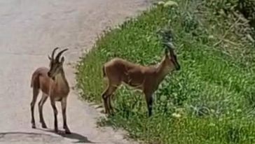 Yaban Keçileri Bahçeye İndi