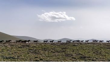 Yama Dağı'nın Yılkı Atları..